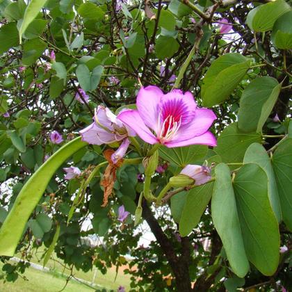 Imagem de Muda de Pata De Vaca Rosa 20 a 40cm AMK - Plantas Online