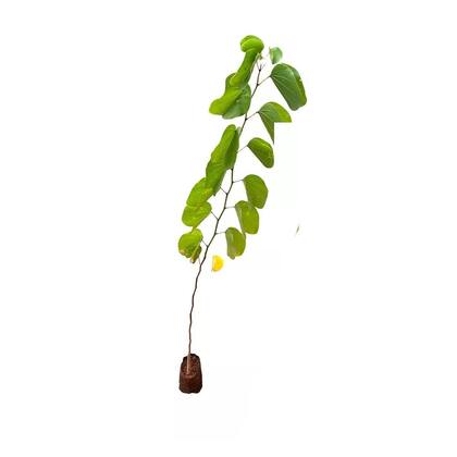 Imagem de Muda de Pata De Vaca Rosa 20 a 40cm AMK - Plantas Online