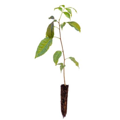 Imagem de Muda de Peito De Pombo 20 a 40cm AMK - Plantas Online