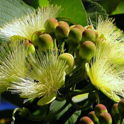 Imagem de Muda de Pequi 20 a 40cm AMK - Plantas Online