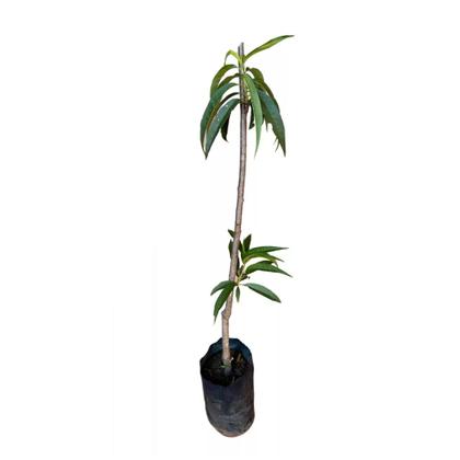 Imagem de Muda de Pêssego Aurora 50 a 80cm AMK - Plantas Online