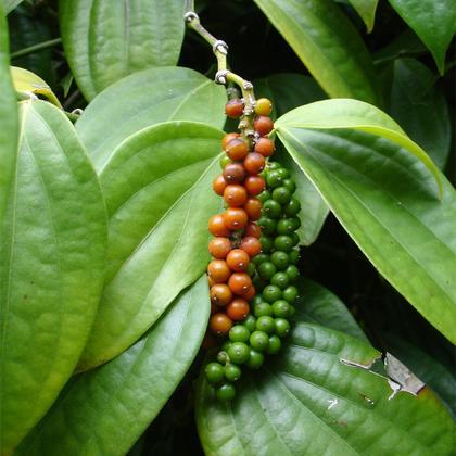 Imagem de Muda de Pimenta do Reino 20 a 40cm AMK - Plantas Online