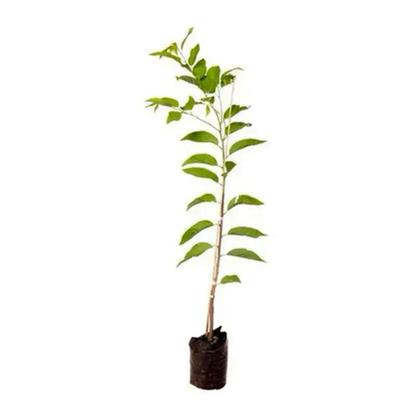 Imagem de Muda de Pinha 20 a 40cm AMK - Plantas Online