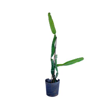 Imagem de Muda de Pitaya 20 a 40cm AMK - Plantas Online