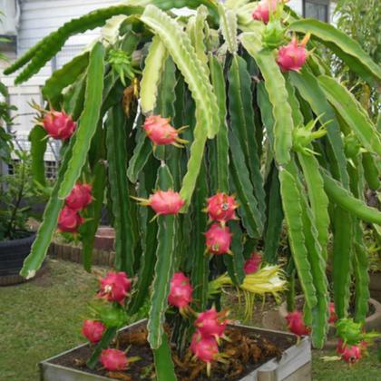 Imagem de Muda de Pitaya 20 a 40cm AMK - Plantas Online