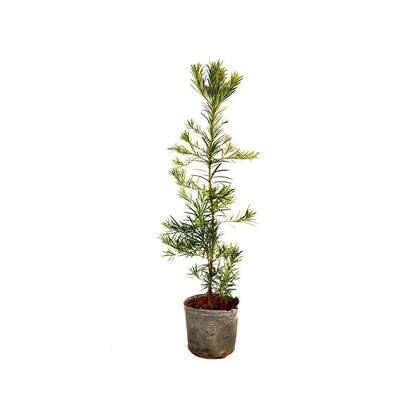 Imagem de Muda de Podocarpo 50 a 80cm AMK - Plantas Online