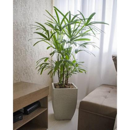 Imagem de Muda De Ráfia Planta Raphis Interna Palmeira Decorativa Natural