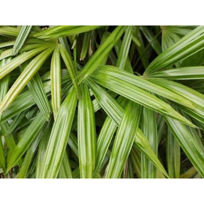 Imagem de Muda De Ráfia Planta Raphis Interna Palmeira Decorativa Natural