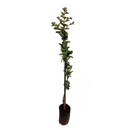 Imagem de Muda de Reseda Branco 20 a 40cm AMK - Plantas Online
