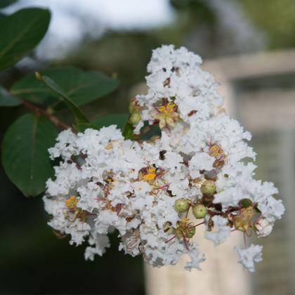 Imagem de Muda de Reseda Branco 20 a 40cm AMK - Plantas Online