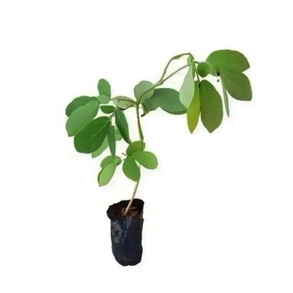 Imagem de Muda de Sansão do Campo 20 a 40cm AMK - Plantas Online
