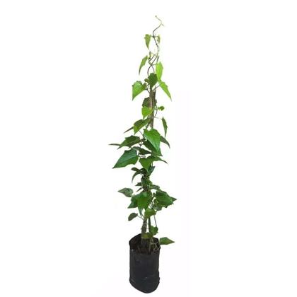 Imagem de Muda de Tumbergia Branca 50 a 80cm AMK - Plantas Online