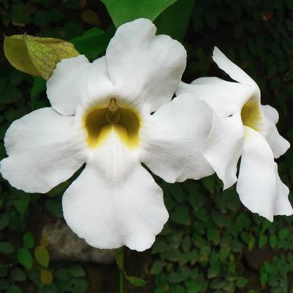 Imagem de Muda de Tumbergia Branca 50 a 80cm AMK - Plantas Online