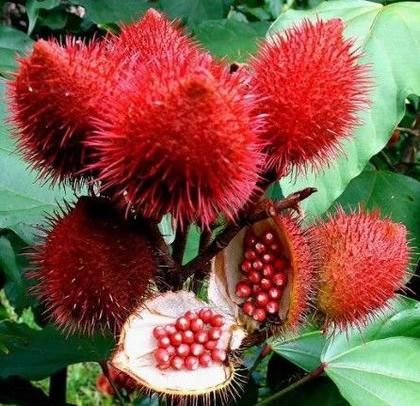 Imagem de Muda de Urucum Colorau