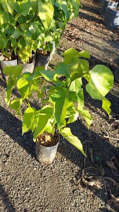 Imagem de Muda de Urucum Colorau