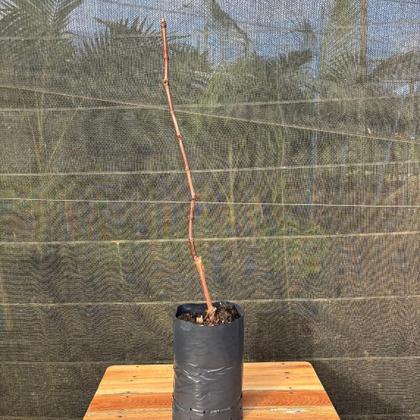 Imagem de Muda de Uva Vitória Preta Enxertada Sem Semente Rápida Produção Produz em Vasos