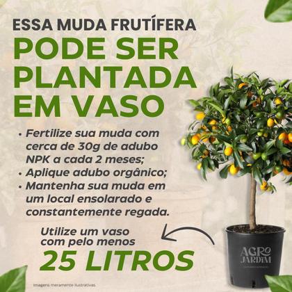 Imagem de Muda de Uva Vitória Preta Enxertada Sem Semente Rápida Produção Produz em Vasos