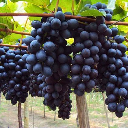 Imagem de Muda de Uva Vitória Preta Enxertada Sem Semente Rápida Produção Produz em Vasos