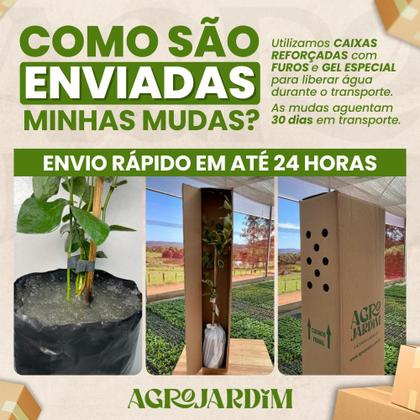 Imagem de Muda de Uva Vitória Preta Enxertada Sem Semente Rápida Produção Produz em Vasos