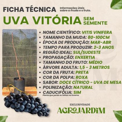Imagem de Muda de Uva Vitória Preta Enxertada Sem Semente Rápida Produção Produz em Vasos