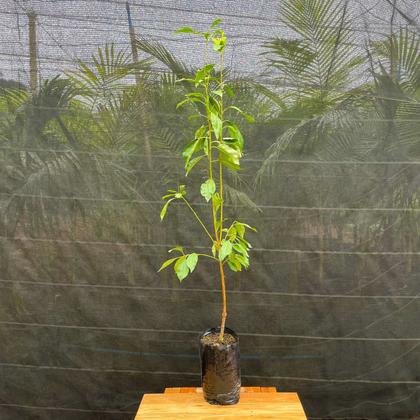 Imagem de Muda Frutífera de Ameixa Leticia Enxertada