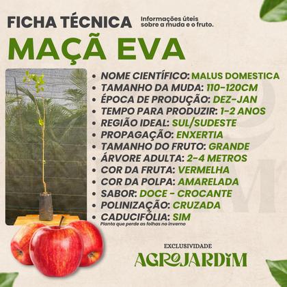 Imagem de Muda Frutífera de Maçã Eva Enxertada