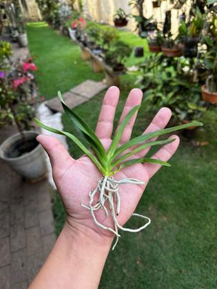 Imagem de Muda Jovem Orquidea Vanda Identificada Cores Variadas