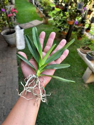 Imagem de Muda Jovem Orquidea Vanda Identificada Cores Variadas