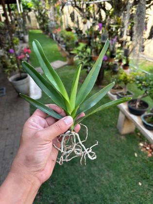 Imagem de Muda Jovem Orquidea Vanda Identificada Cores Variadas