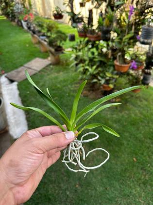 Imagem de Muda Jovem Orquidea Vanda Identificada Cores Variadas