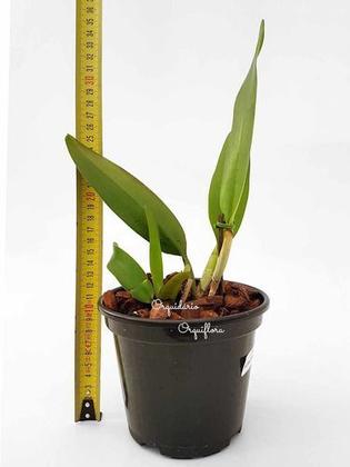 Imagem de Muda Orquídea Cattleya Blc. Chunyeah Flor Amarela