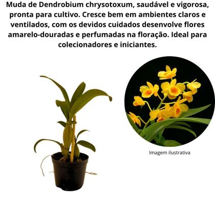 Imagem de Muda Orquidea Dedrobium Chrysotoxum Flor Amarelada