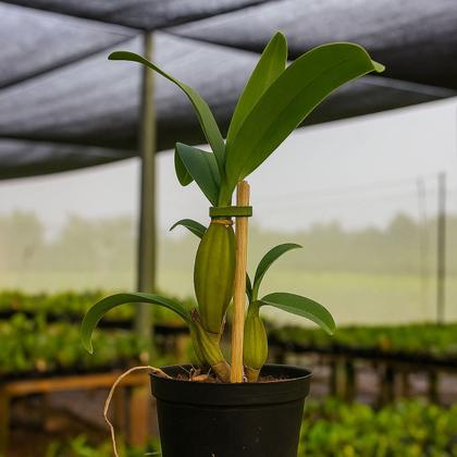 Imagem de Muda Orquidea Dedrobium Chrysotoxum Flor Amarelada