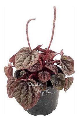 Imagem de Muda Peperomia Caperata Planta Natural Folhagem Exótica