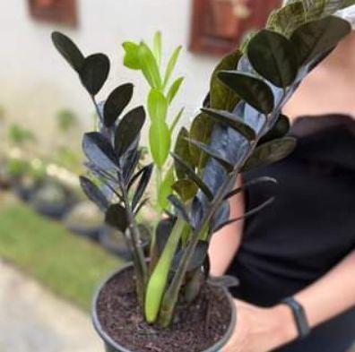 Imagem de Muda Zamioculca Black - Para Sombra ou Meia Sombra