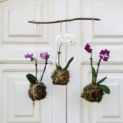 Imagem de Musgo Buxinho Pc 4 Lts Para Orquideas e Decoração