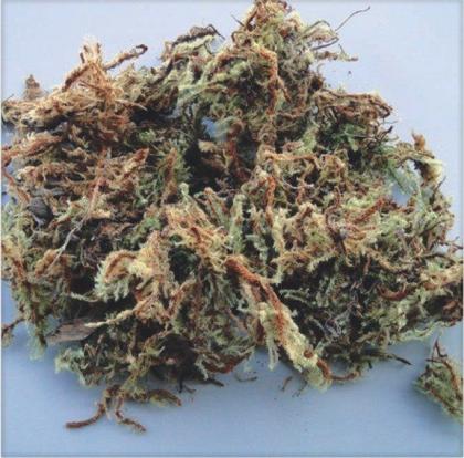 Imagem de Musgo para Orquideas e Decoração Substrato Kokedama 400 gms