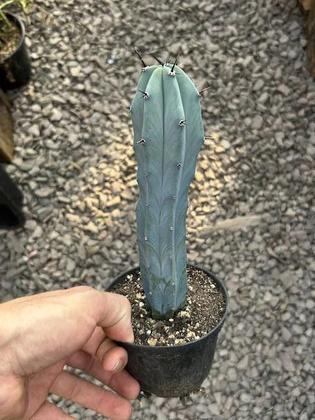 Imagem de Myrtillocactus Geometrizans