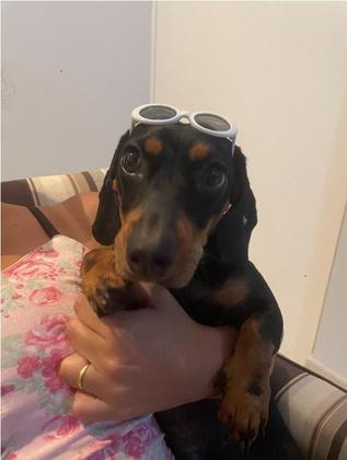 Imagem de Óculos de Sol para Cachorro Gato Pet com Proteção UV400