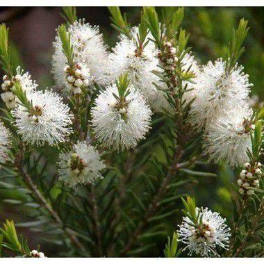 Imagem de Óleo Essencial de Melaleuca (Tea Tree) 10ML