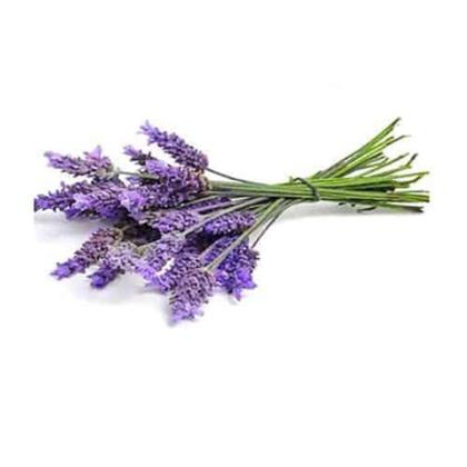 Imagem de Óleo Essencial Lavanda Francesa 10ml Terra Flor