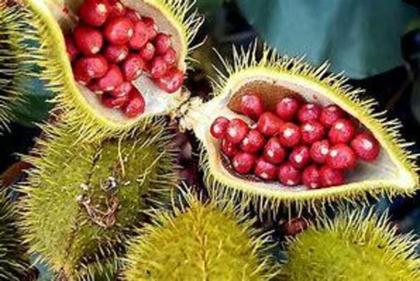 Imagem de Óleos dendê + urucum - dokmos 115ml
