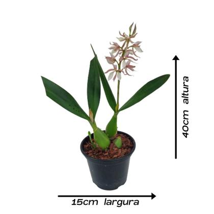 Imagem de Orquídea Anacheilium Allemanoides Planta Adulta Perfumada