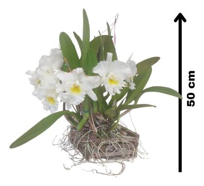 Imagem de Orquidea Blc Pastoral Innocence Entouceirada Rara Branca