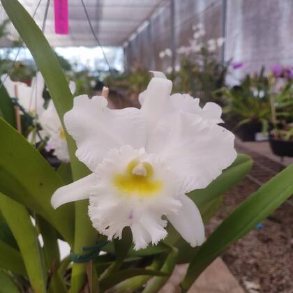 Imagem de Orquidea Blc Pastoral Innocence Entouceirada Rara Branca