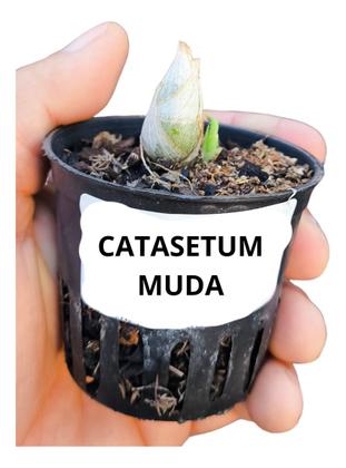 Imagem de Orquídea Catasetum Red 1050 X Susan Fuchs Claro