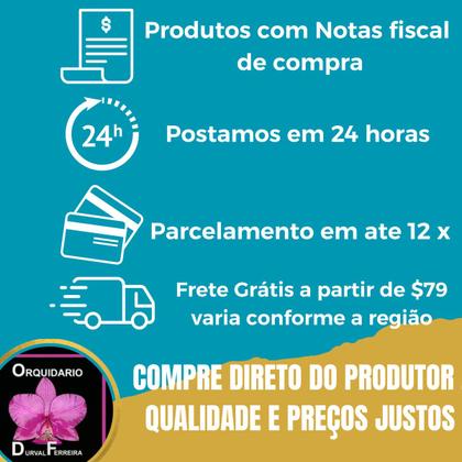 Imagem de Orquídea Catasetum Red 1050 X Susan Fuchs Claro