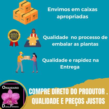 Imagem de Orquídea Catasetum Red 1050 X Susan Fuchs Claro