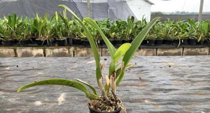 Imagem de Orquídea Cattleya Adulta sem Identificação