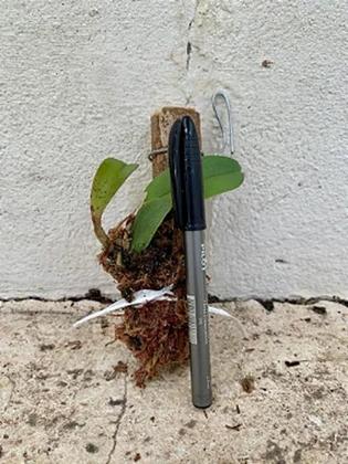 Imagem de Orquídea Cattleya Amethystoglossa Alba (3174)